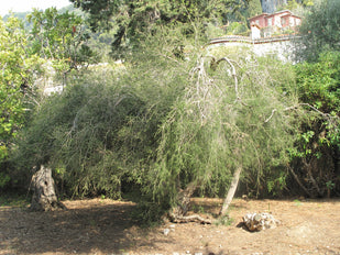 Tea Tree Oil