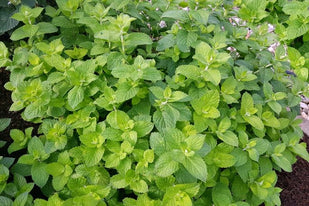 Mentha suaveolens leaf